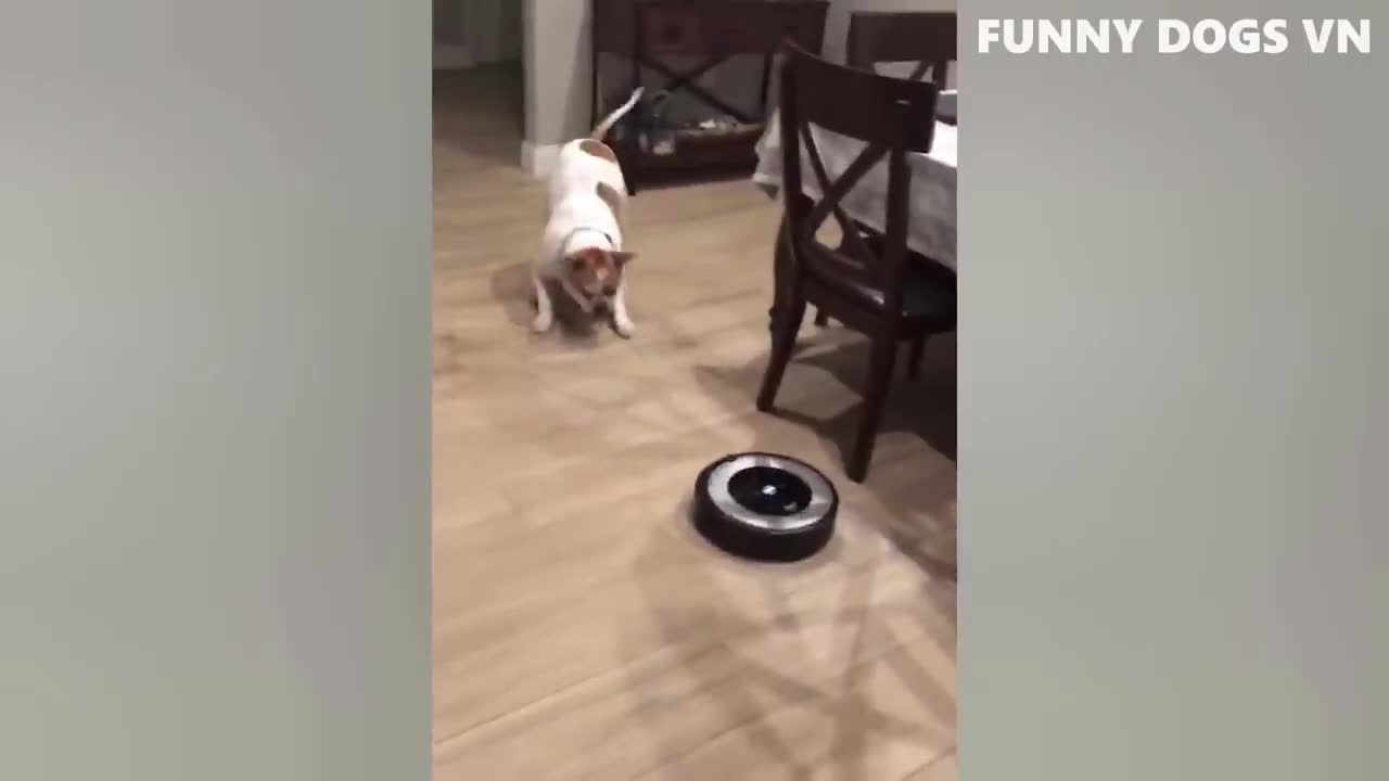 Animal comedy