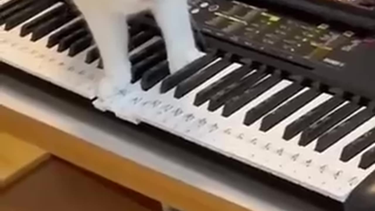Funny animal