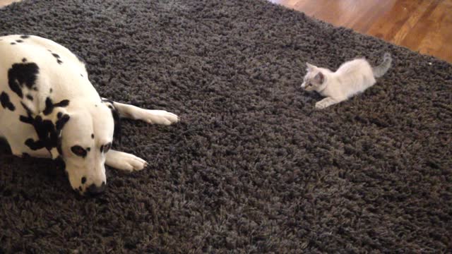 Determined Kitten Tries To Get Dalmatian's Attention