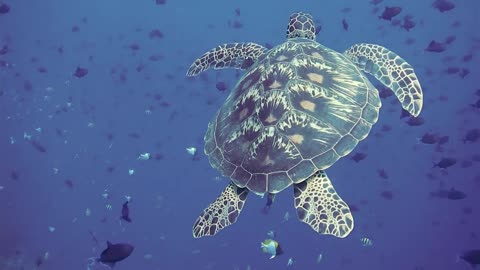Turtle Swimming In The Ocean