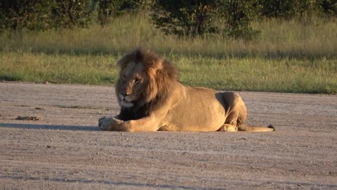 Male Lion So Cute