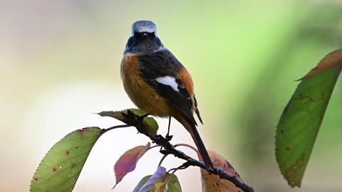 Daurian Redstart