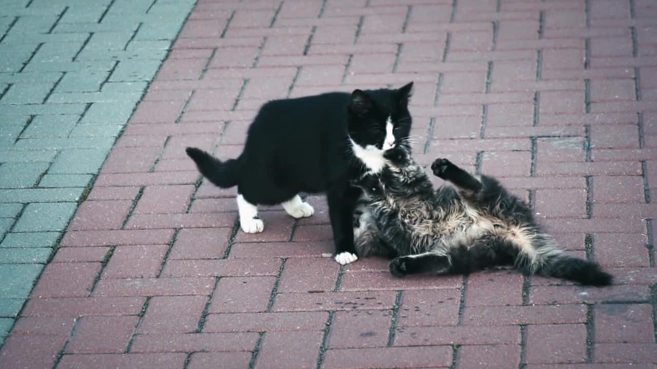 Cats street floor