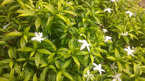 The most beautiful white flower in the world