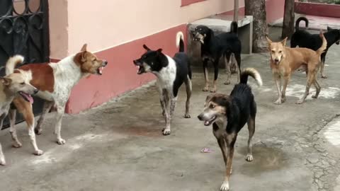 Street Dogs fighting....