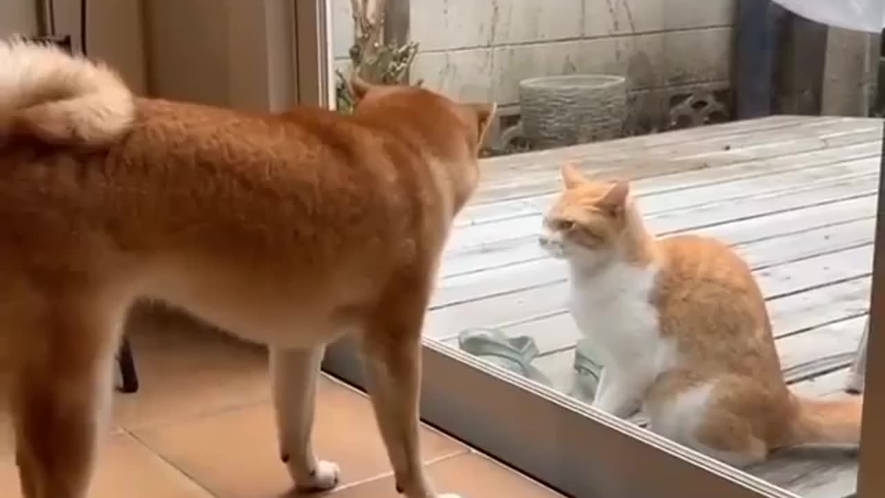 Funny animals, funnt dog, funny cat