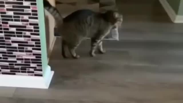 Cats cats