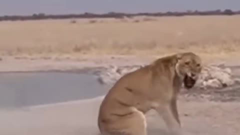 Lioness VS 10 Wild Dogs