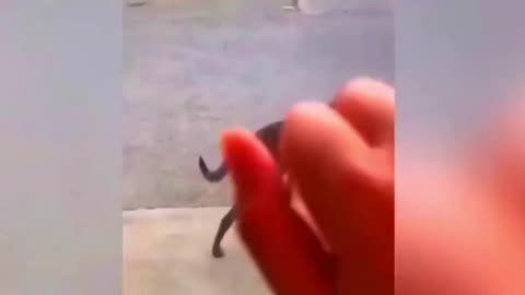 Funny video part 6