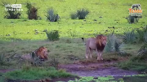 Tembe Male Lions Relax By The Water