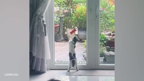 Funny Animal Video