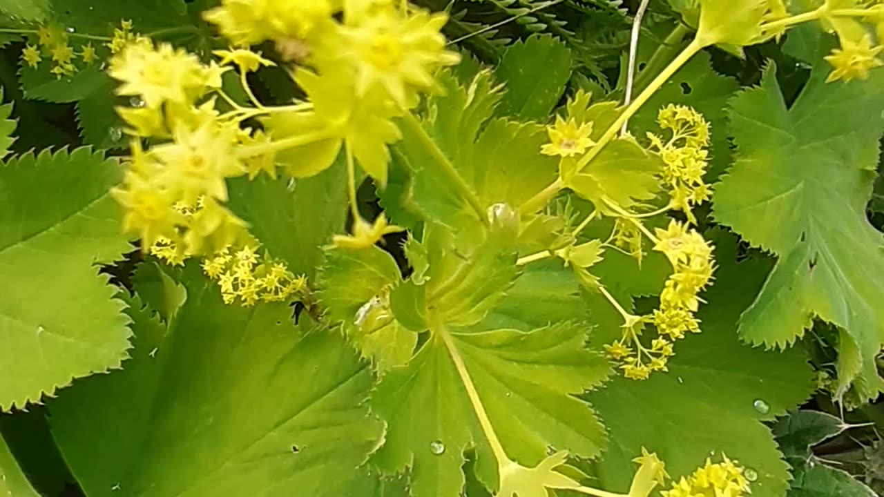 A bunch of highland flowers.