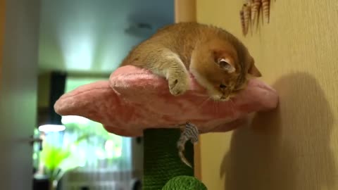 Fluffy Thumbelina