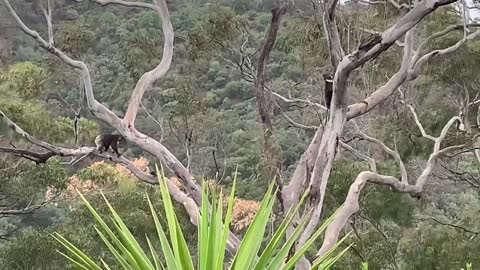 Mum & Baby Koala Play Hide And Seek