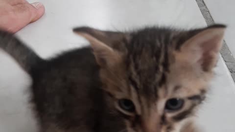 shy cat