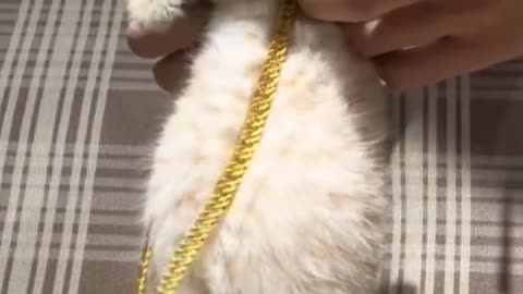 Cat GOING CRAZY I Cute Cats feel the vibes #funny #cat #shorts #pets #share