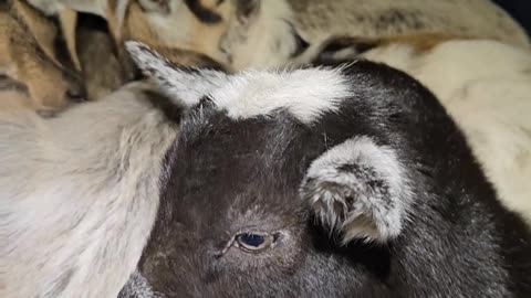 Cozy Kitty In Baby Goat Cuddle Puddle