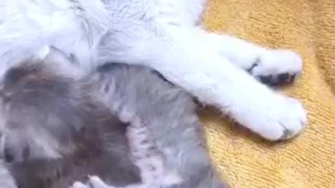 Amazing cat 🐈 trending video
