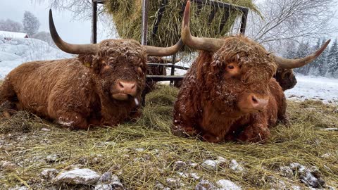 Scottish Highland Cattle In Finland Bulls 19th of January 2021