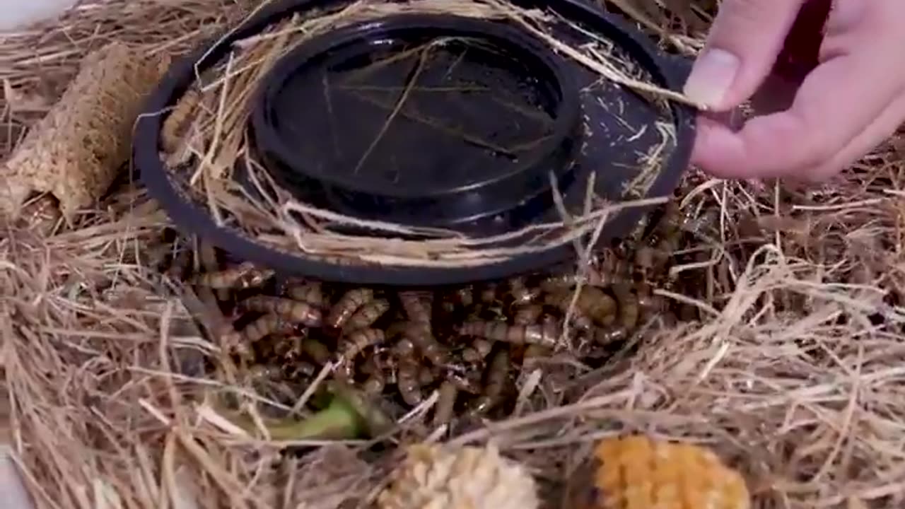 Globalist propaganda,: How msm is driving insects to become the new human 'superfood'..