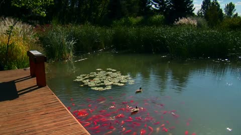 Steadicam Shot Past Pond With Large Orange Goldfish