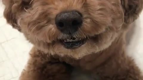 Funny animal videos|Cute animal videos |Funny dog&cat videos|Hilarious pet videos|Funny video
