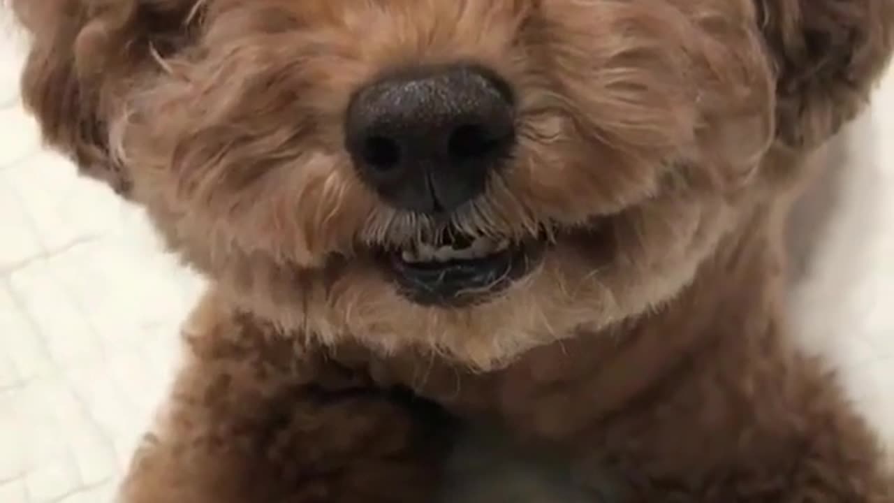 Funny animal videos|Cute animal videos |Funny dog&cat videos|Hilarious pet videos|Funny video