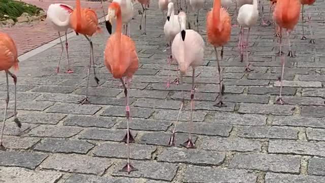 flamingos