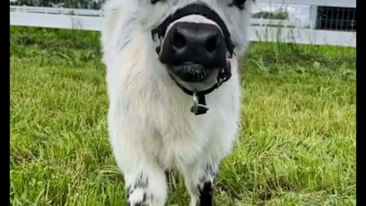 Minni cows , beautiful animals