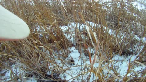 Hunting with a Wirehaired Pointing Griffon Puppy