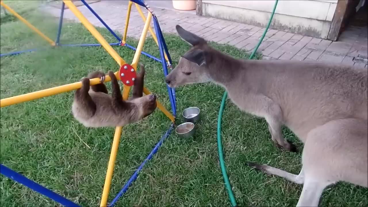 Baby Sloths Being Sloths - FUNNIEST Compilation