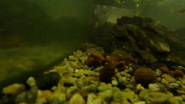 Crayfish eating cory cat, fish tank shenanigans