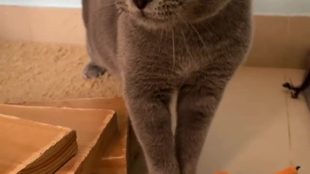 Mumbling kitten