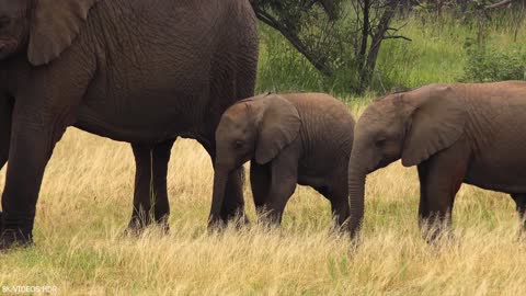 Cute baby animals from around the world in 8K ultra high definition