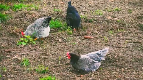 Chickens