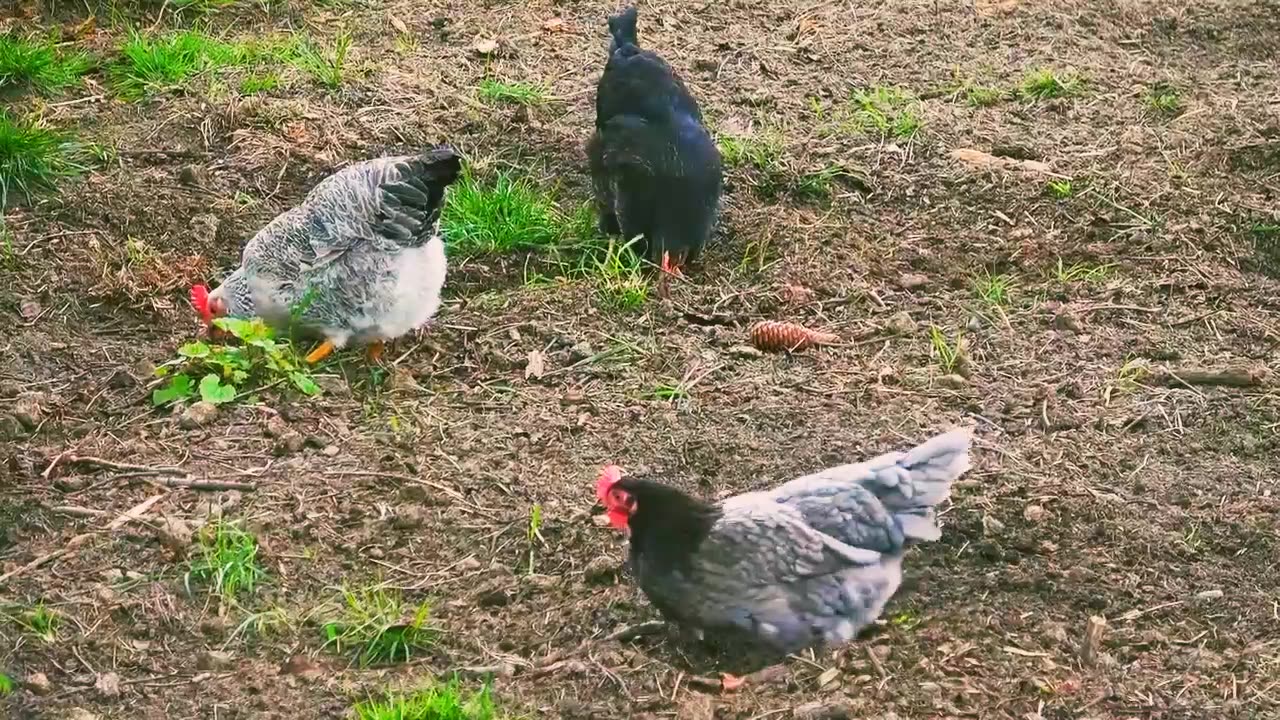 Chickens