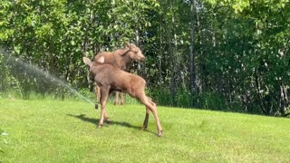 Frisky Moose Calves Play in Sprinkler