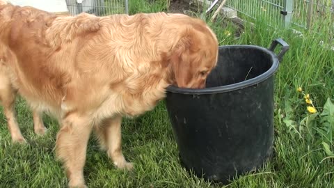 Schwarm Von Golden Retriever welpen