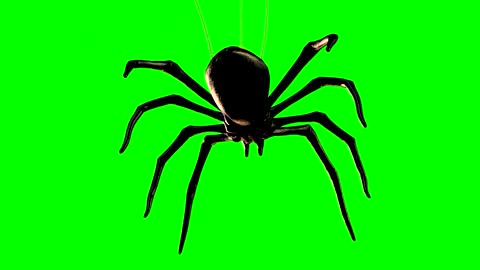 Horror Spider Funny Prank Green Screen