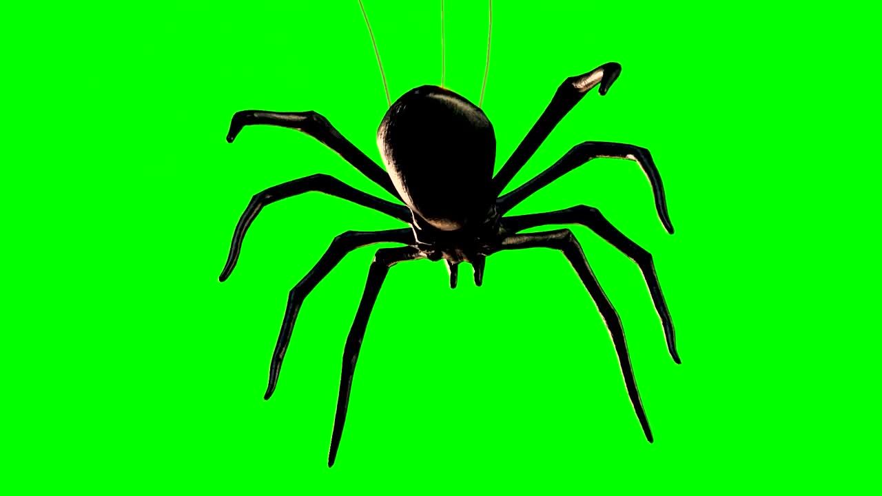 Horror Spider Funny Prank Green Screen