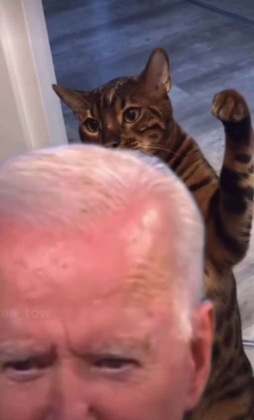 bidencat