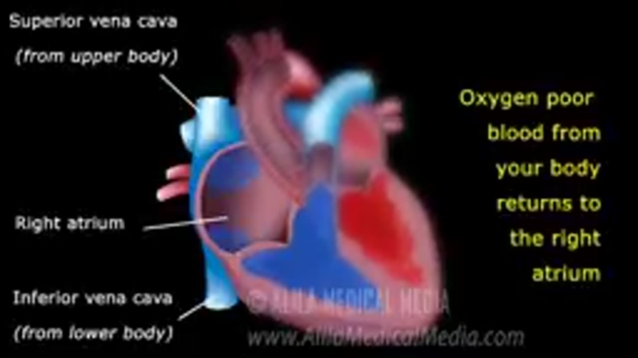 The_Pathway_of_Blood_Flow_Through_the_Heart,_Animation.