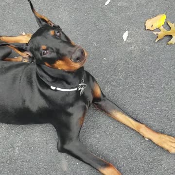 Winnie shaping the Stay cue