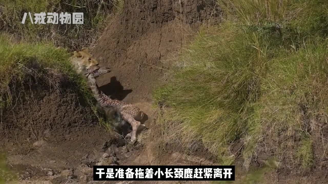 倒霉的小长颈鹿，被妈妈踢，被狮子咬，最后自己把自己淹死！ #野生动物零距离 #野生动物 #动物