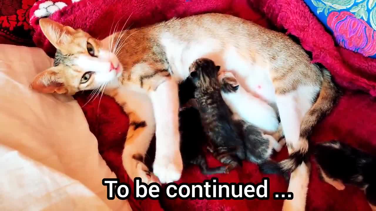 Rescue life of poor abandoned mother cat and her 5 newborn kittens