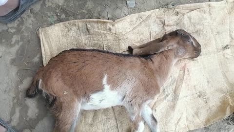 Baby goat died by urine disease