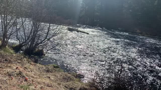 Hiking Right Along the Beautiful River – East Metolius River Trail – Central Oregon