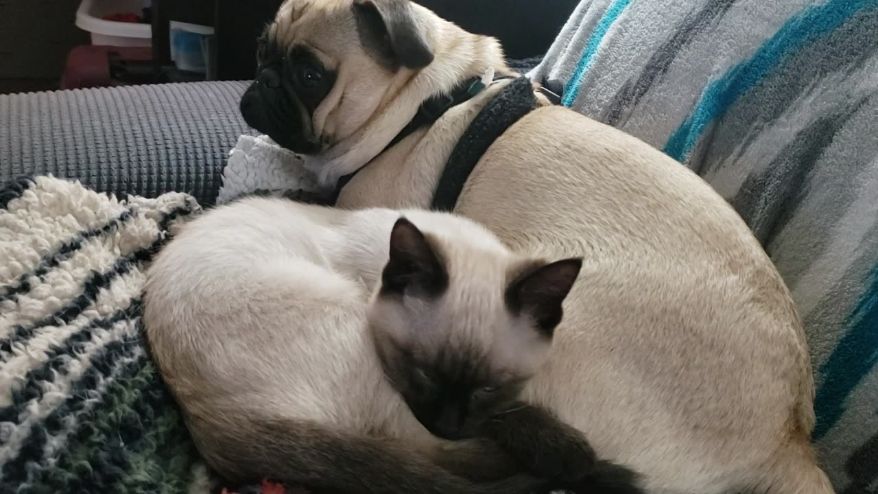 Luna the pug and kitty the cat resting together.