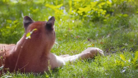 Big Cat Of The World 4k video