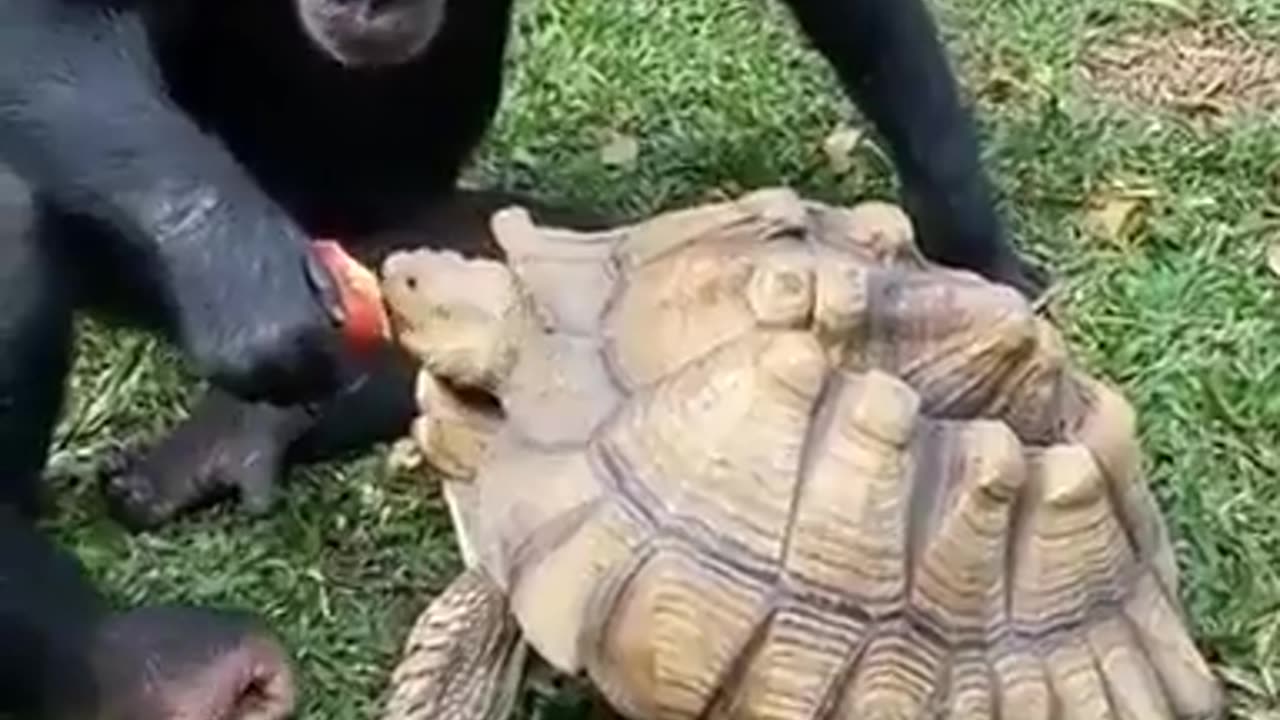 Monkey feeds turtle#shorts